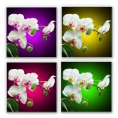 Wandbild Blütenpracht einer Orchidee - quadratisch 