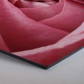 Hexagon -Alu-Dibond - Die rosa Rose 