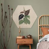 Holzbild Blatt Illustration - Bignonia Argyro Violascea 
