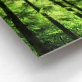 Leichtes Wandbild Sonnenschein im Bambuswald | mattes Finish 