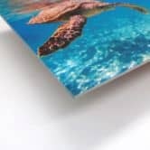 Wandbild Schildkröte auf Reisen 