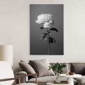 Canvas 1X Studio - Zwart Witte Rozen 