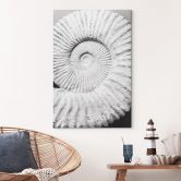 Leinwandbild Fossile Muschel - Shot by Clint 