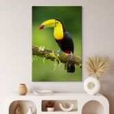 Leinwandbild van Duijn - Fischertukan in Costa Rica 