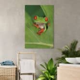 Leinwandbild Laubfrosch im Regenwald - van Duijn 