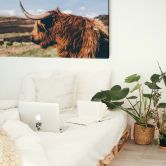 Leinwand Highland Cow 02 