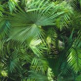 Livingwalls wallpaper Palm tree leaves 
