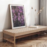 Poster Lila Heideblüte im warmen Licht - Annie 