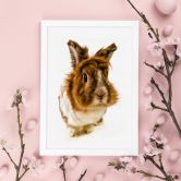 Poster Rabbit 