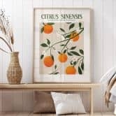 Poster Boho sinaasappelboom - Citrus Sinensis - Tunaboylu 