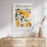 Plakat Frugt - Boho citrontræ - Citrus Limonum - Tunaboylu 