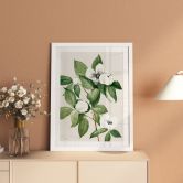 Poster Botanik Illustration einer Scheinkamelie - Walcott 