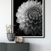 Poster Grønkjær - Dahlie 