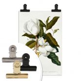 Poster Ehret - Magnolie 
