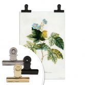 Poster Ehret - Rubus 
