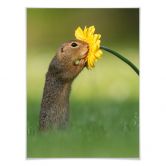 Poster van Duijn - Erdhörnchen schnuppert Blume 