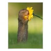 Poster van Duijn - Erdhörnchen riecht an Blume 