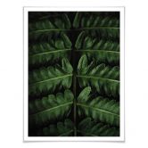 Poster Botanical 02  