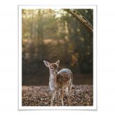 Poster Fawn 