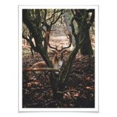 Poster Pause im Wald 