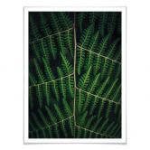 Poster Botanical 03 