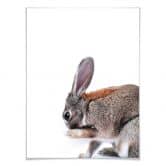 Premiumposter - Lepus 