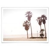 Poster Palm Trees 