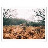 Poster Im Wald 