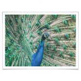Poster Peacock 