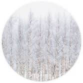 Papier peint photo forêt arbres | forêt de bouleaux en hiver - EMELIEmaria - rond - auto-adhésif/non tissé 
