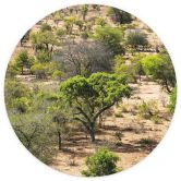 Fototapete Savannenlandschaft in Afrika - Hugonnard - Rund - Selbstklebend/Vlies 