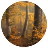 Papier peint photo Feuilles d'or dans la forêt brumeuse - Maier - rond - papier peint intissé/papier peint intissé autocollant 
