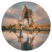 Wandtattoo Reflexion einer Giraffe in der Wildnis - Amtmann - Rund 
