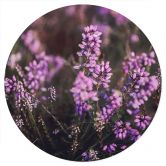 Sticker mural Fleur de bruyère violette dans la lumière chaude | Fleurs stickers muraux - Annie - Rond 
