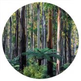 Eukalyptusskov i Yarra Ranges Wallsticker - Colombo - Round 
