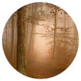 Wandtattoo Dunst und Licht im herbstlichen Wald - Maier - Rund 