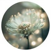 Sticker mural Délicat scintillement des fleurs - Treechild - Rond 