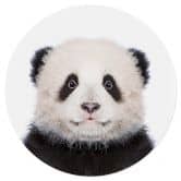 Muursticker rond Sisi & Seb - Baby Panda 