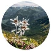 Wandtattoo Weißer Alpen-Edelweiß auf dem Berg - Rund 