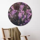 Wandbild Lila Heideblüte im warmen Licht - Annie - Alu-Dibond Rund 