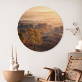 Wandbild Birkenbäume im goldenen Morgentau - Cui - Alu-Dibond Rund 