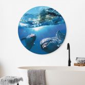 Wall Art Dolphins Underwater - Alu-Dibond Round 