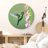 Wandbild van Duijn - Kolibri im rosa Blütenzauber - Alu-Dibond Rund 