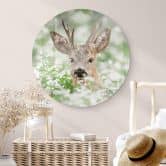 Glasbild van Duijn - Junger Rehbock im Heidekraut - Rund 