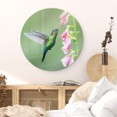 Glasbild van Duijn - Kolibri im rosa Blütenzauber - Rund 