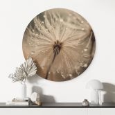Holzbild Pusteblume in Morgentau - Treechild - Rund 