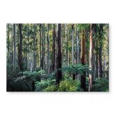 Stænkplade eukalyptusskov i Yarra Ranges - Colombo 