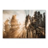 Spritzschutz Lichtstrahlen im Wald - Eisenmann 