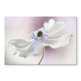 Spritzschutz Disher - Anemone Breeze 