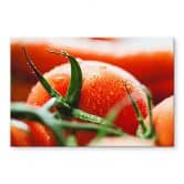 Spatscherm Fresh Tomato 